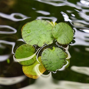 �Ƹ��� ���α׺�Ʈ �λ����