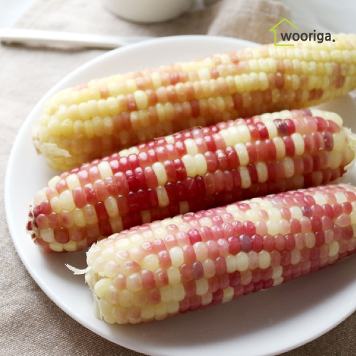 �츮�����丮 �õ� ���� ȫ�������� 12~14cm����