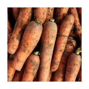 [불명] 진맛깔 제주 흙당근 10kg