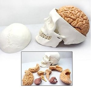  토이사이언스 인체 두개골/뇌 모형 8pcs/11 R/8 분리 뇌모형 교구