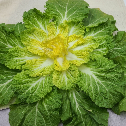 ��������������� �س� ��ö ���� ���� 5kg