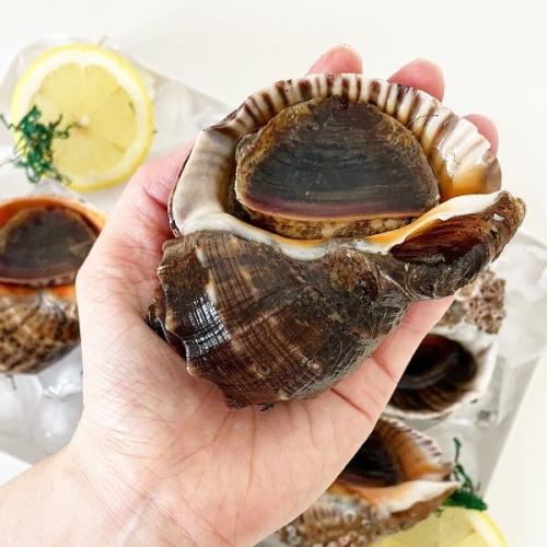 참다른 국내산 참소라 1kg 5-8미_이미지