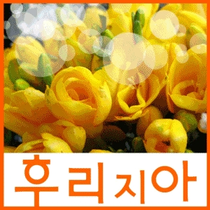 봄의꽃 후리지아/꽃다발 꽃바구니/생일기념일프로포즈