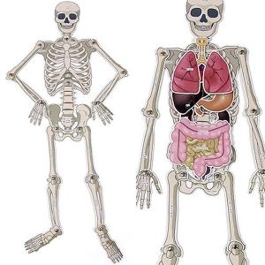 상아사이언스 인체골격 내부장기모형_이미지