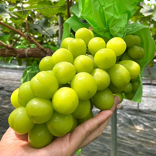 푸르젠 국내산 고당도 샤인머스켓 4수 2kg (1개)