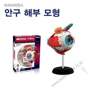  안구해부모형/고급입체퍼즐/인체모형/4D퍼즐/눈모형