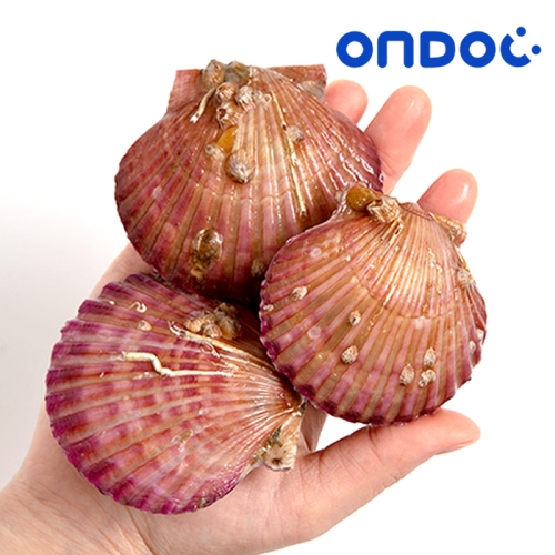 온도씨 통영 제철 홍가리비 2kg_이미지