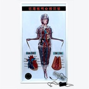 말하는인체혈액순환계모형이미지입니다. 누르면 해당 게시물로 새창이동합니다.