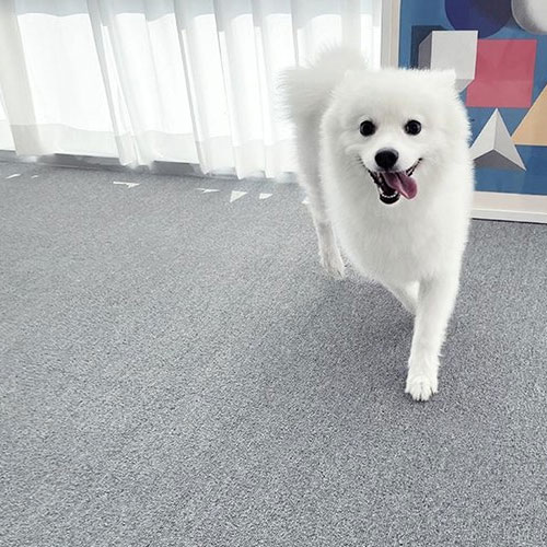 천일카페트 강아지 고양이 애견 미끄럼방지 매트 연그레이 50x50cm (1개)_이미지