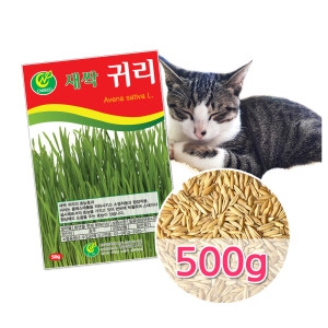 동산원  캣그라스 캣글라스 고양이풀 귀리씨앗 보리씨앗 밀씨_이미지