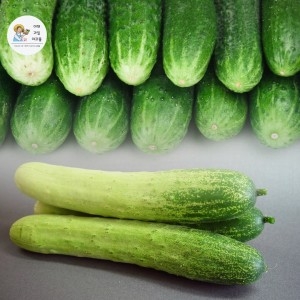 야과몰 아삭하고 달달한 국내산 수분가득 백오이 5kg