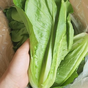푸르젠 국내산 로메인 상추 2kg_이미지