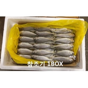 참조기 60마리 -1박스/특급배송/조기/부서/굴비_이미지