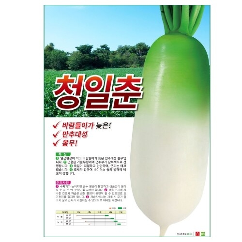 아시아종묘 무씨앗종자 청일춘 무 2000립_이미지