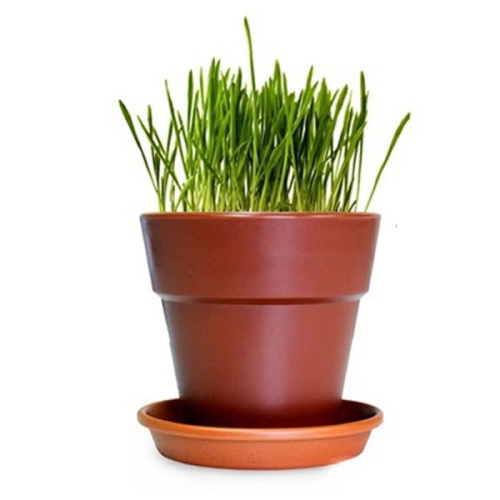 펫모닝 캣글라스 화분재배 세트 PMC-295이미지입니다. 누르면 해당 게시물로 새창이동합니다.