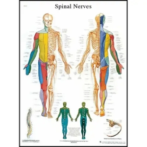 척추 신경 차트 Spinal Nerves Chart VR1621L 1001588 -인체해부도_이미지