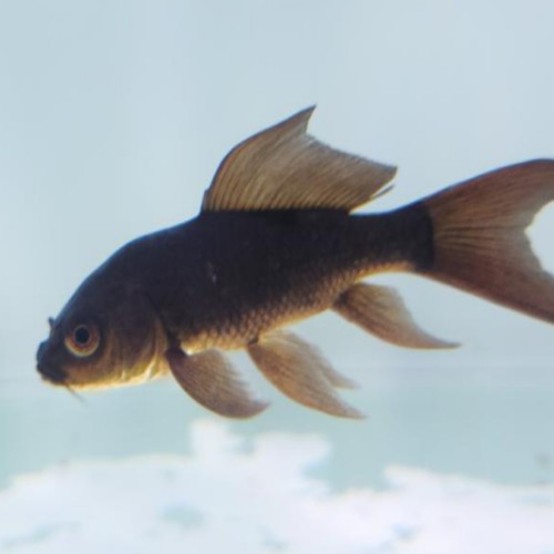 물멍수족관 ㅤ블랙 버터플라이 코이 (7cm내외) (1마리)_이미지