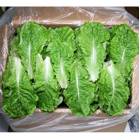 강산애닷컴 청상추 1kg (1개)