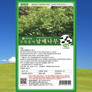 다농 납매나무 씨앗 납매나무 씨 종자 50g_이미지