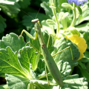  사마귀관찰세트 3-2 JS-33753