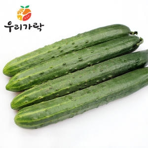 취청오이 50개