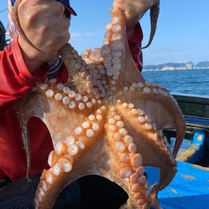 팜비타 통영 자숙 돌문어 1kg (1개)_이미지