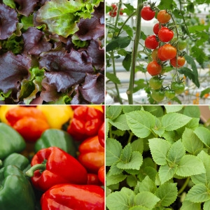 갑조네 텃밭모종 모음 A쌈채소모종 베란다텃밭 주말농장 채소키우기 체험 야채 상추 샐러리 깻잎 케일 고수이미지입니다. 누르면 해당 게시물로 새창이동합니다.