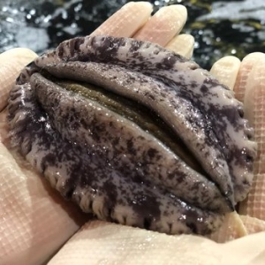 해신수산 완도 활전복 특특대 6~7미 1kg (1개)