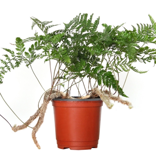 그린플라워 ㅤ모종 화분 후마타고사리_이미지