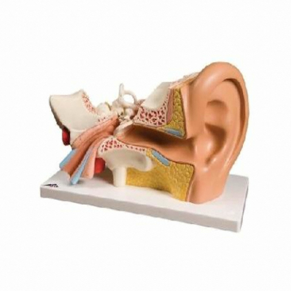 3B사이언티픽 E10 귀모형 4분리_이미지