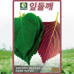 다농 잎들깨 씨앗 잎들깨 씨 종자 10g_이미지