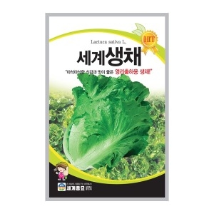 세계종묘 무배 + 양상추 치커리씨앗 1000립