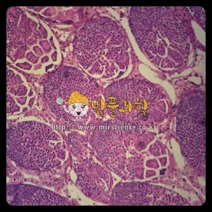 [불명] 영구프레파라트-감수분열 동물 교구6128_이미지