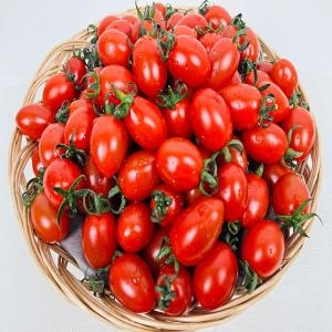 ��ΰ��� ���߹���丶�� 4~5�� �Ұ� 2kg