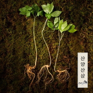 명가일품 토종 산양삼/산양산삼/장뇌삼 5-6년근 6뿌리_이미지