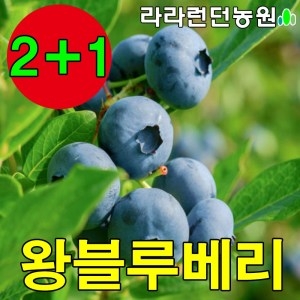 블루베리 묘목 나무 3년생 재배 키우기