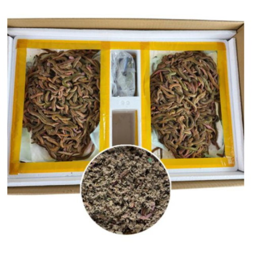 억실통상 청갯지렁이 청개비 500g_이미지