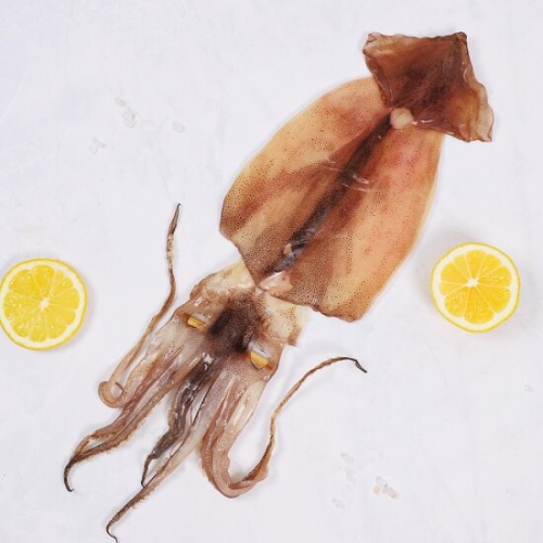 구룡포 반건조 오징어 5미 특대 750g