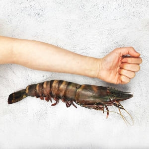 명품푸드 킹 블랙타이거새우 특대 500g [15개]