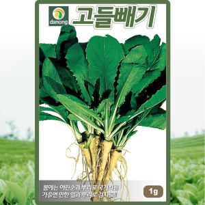 고들빼기씨앗