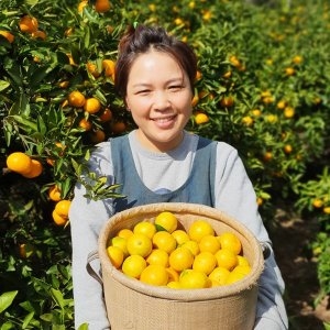 농부들의수확 고당도 제주 노지감귤 대과 2L 5kg (1개)_이미지