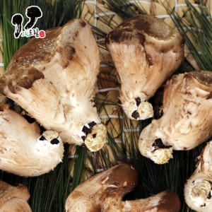 충주 그린드림 참송이버섯 못난이 1kg