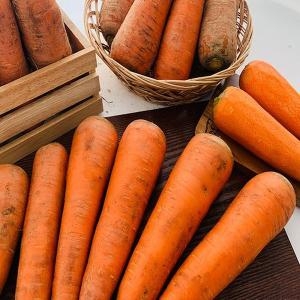 농부곳간 제주구좌 햇 흙당근 주스용 중 10kg