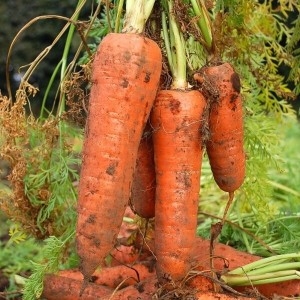 오늘의채소 국내산 쥬스용 흙당근 10kg