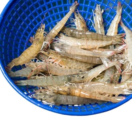 대한민국농수산 국내산 제철 흰다리새우 활새우 1kg 28미 내외