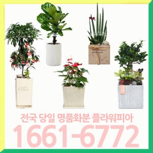금전수 테이블용