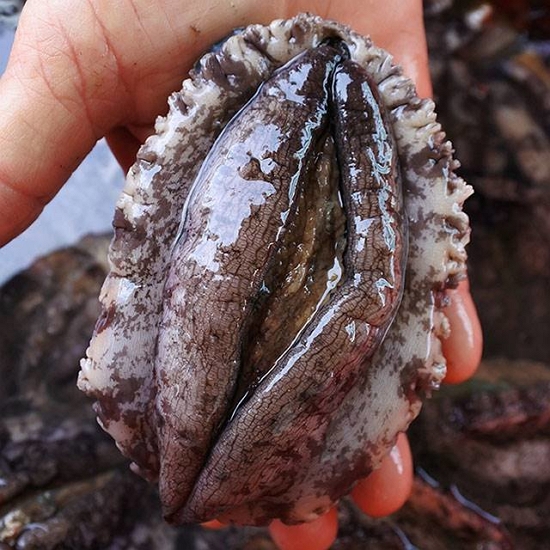[브로리의 비밀상점] 완도 활전복 1kg(14-16미)