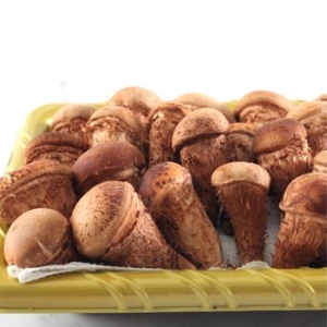 산아래참송이 참송이버섯 특상 1kg (1개)_이미지