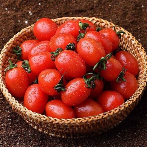 달콤한 대추방울토마토 5kg 1-3번과/혼합