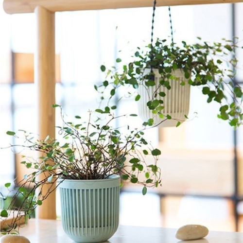[불명] 미니 다육이 화분 행잉 행인 플랜트 벽 벽걸이 공중 식물_이미지